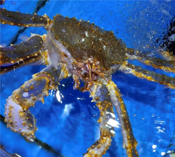 捷希源配资 天津七周年全城十店同庆 京东七鲜“击穿价”势头凶猛